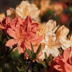 Azalka veľkokvetá (Azalea Mollis) ´PINOCCHIO´ - výška 40-60 cm, kont. C3L